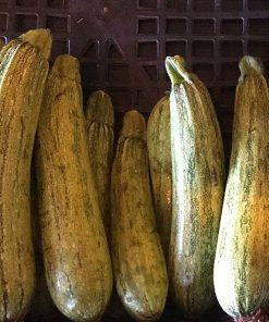 Zucchine Genovesi Chiare